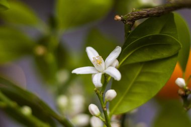 Dekoratif mandalina ağacı pencerede güzel ve bol bol çiçek açar. Çiçekli bir ağaç. Mandalina çiçeği.
