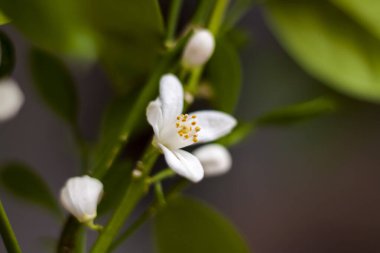 Dekoratif mandalina ağacı pencerede güzel ve bol bol çiçek açar. Çiçekli bir ağaç. Mandalina çiçeği.