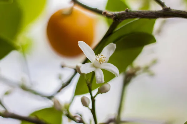 Dekoratif mandalina ağacı pencerede güzel ve bol bol çiçek açar. Çiçekli bir ağaç. Mandalina çiçeği.