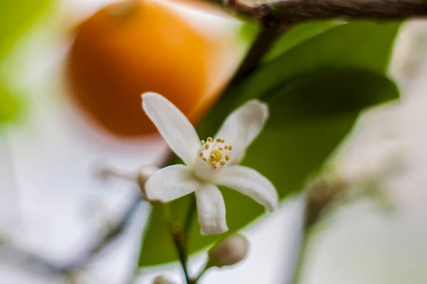 Árbol Decorativo Mandarina Florece Bellamente Abundantemente Ventana Árbol Flores Flor —  Fotos de Stock