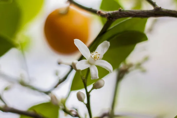 Árbol Decorativo Mandarina Florece Bellamente Abundantemente Ventana Árbol Flores Flor — Foto de Stock