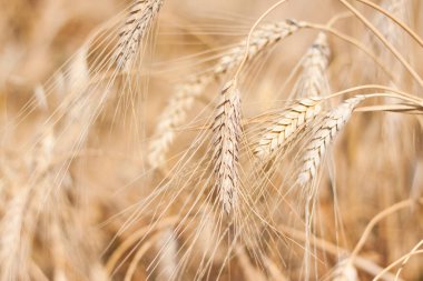 Tarım alanı. Güneşli bir günde olgun buğday kulakları. Zengin hasat kavramı. Buğday tarlası.