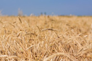 Tarım alanı. Güneşli bir günde olgun buğday kulakları. Zengin hasat kavramı. Buğday tarlası.
