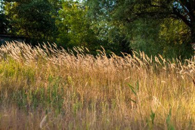 Göldeki otlar, sazlıklar, kamış tohumları. Göldeki sazlıklar rüzgarda sallanıyor mavi gökyüzü ve suyun arka planına karşı. Soyut doğal arkaplan. Seçici Odaklanma