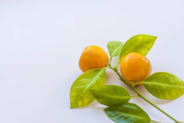 Hafif arka planda doğal küçük mandallar. Masanın üzerinde yaprakları olan bir dalda mandalinalar. Seçici odak.