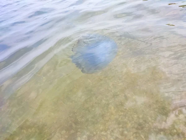 Les Méduses Blanches Nagent Près Rivage Côte Coquillière Mer Mer — Photo