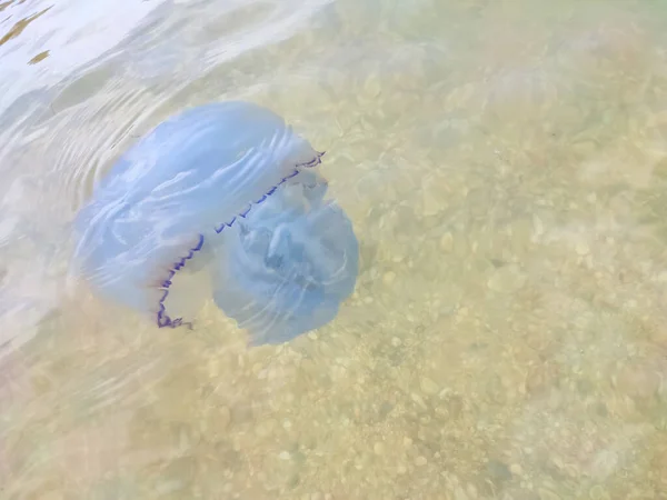 白色水母在海岸附近游动 大海的海滨海岸 大海里全是水母 — 图库照片