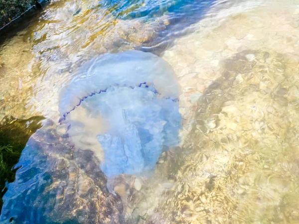 White Jellyfish Swim Sea Shore Seashell Coast Sea Sea Full — Stock Photo, Image
