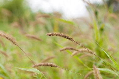 Kabarık otlu çayır tarlası. Yaz baharı doğal manzara. Bir kartpostal, afiş ya da poster için yeşil manzara. Makro fotoğrafçılık, seçici odaklanma.