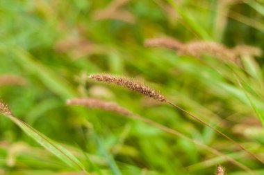 Kabarık otlu çayır tarlası. Yaz baharı doğal manzara. Bir kartpostal, afiş ya da poster için yeşil manzara. Makro fotoğrafçılık, seçici odaklanma.
