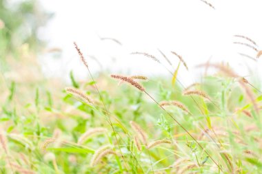 Kabarık otlu çayır tarlası. Yaz baharı doğal manzara. Bir kartpostal, afiş ya da poster için yeşil manzara. Makro fotoğrafçılık, seçici odaklanma.