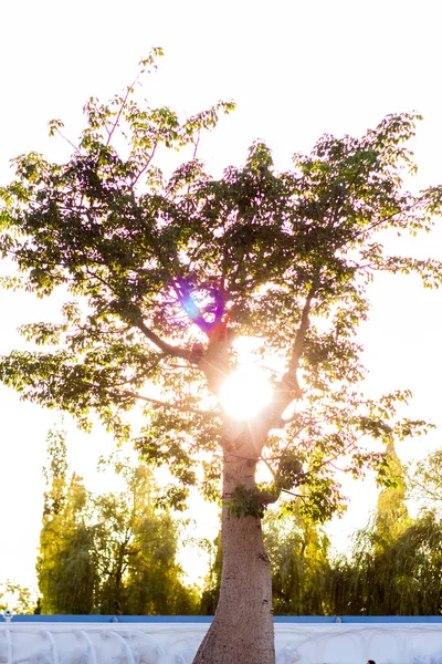 Baobab Coucher Soleil Par Une Journée Ensoleillée Nature Arbres Dans — Photo