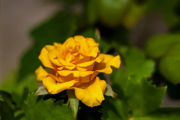 Belles Roses Jaunes Dans Jardin Roses Pour Saint Valentin Anniversaire — Photo