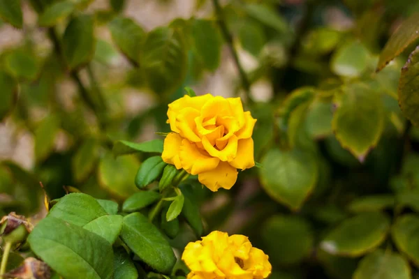 Lindas Rosas Amarelas Jardim Rosas Para Dia Dos Namorados Aniversário — Fotografia de Stock