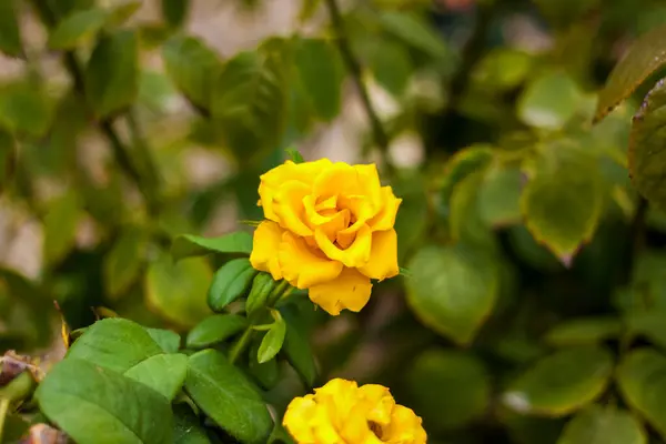 Lindas Rosas Amarelas Jardim Rosas Para Dia Dos Namorados Aniversário — Fotografia de Stock