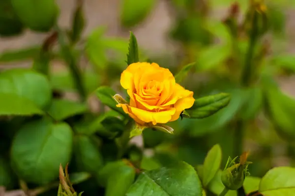 Lindas Rosas Amarelas Jardim Rosas Para Dia Dos Namorados Aniversário — Fotografia de Stock