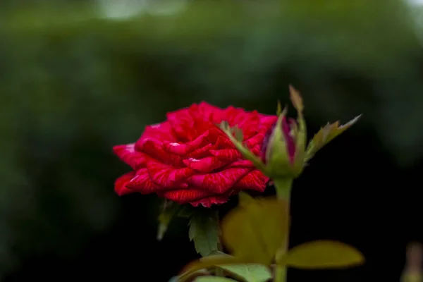花园里美丽的红玫瑰 情人节或生日的玫瑰 红玫瑰 别致的红色 — 图库照片