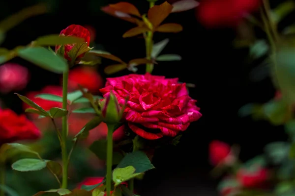 Belles Roses Rouges Dans Jardin Roses Pour Saint Valentin Anniversaire — Photo