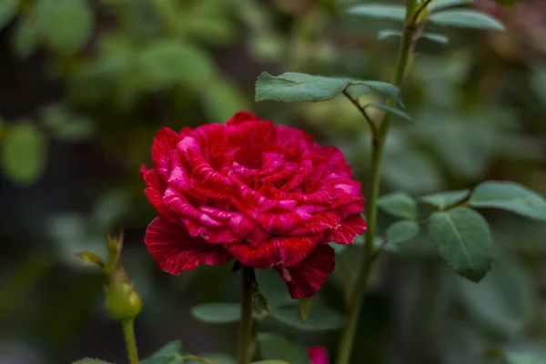Красный Саду День Святого Валентина День Рождения Красные Розы Цветочный — стоковое фото