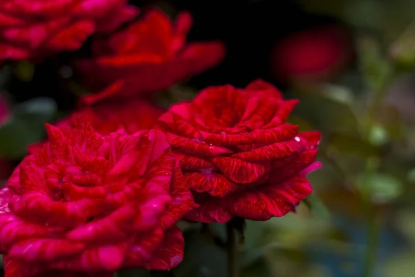 花园里美丽的红玫瑰 情人节或生日的玫瑰 红玫瑰 别致的红色 — 图库照片