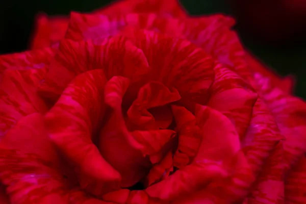 Piękne Czerwone Róże Ogrodzie Róże Walentynki Lub Urodziny Makrofotografia Pączka — Zdjęcie stockowe