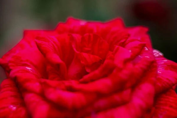 花园里美丽的红玫瑰 情人节或生日的玫瑰 花蕾的宏观摄影 — 图库照片