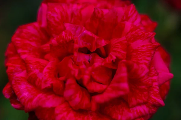 Hermosas Rosas Rojas Jardín Rosas Para Día San Valentín Cumpleaños — Foto de Stock