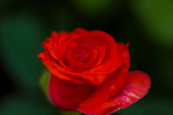 Belles Roses Rouges Dans Jardin Roses Pour Saint Valentin Anniversaire — Photo