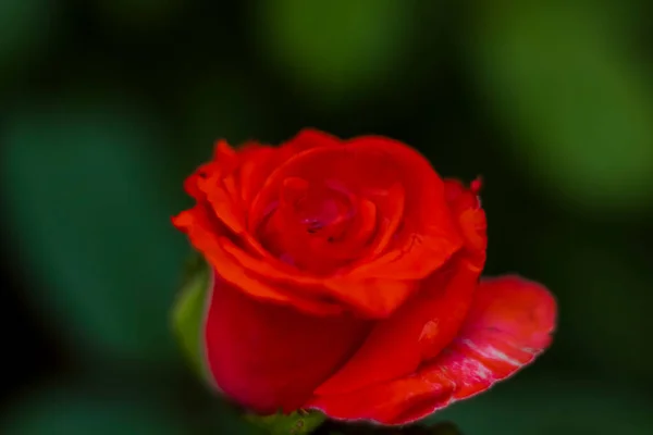 Lindas Rosas Vermelhas Jardim Rosas Para Dia Dos Namorados Aniversário — Fotografia de Stock