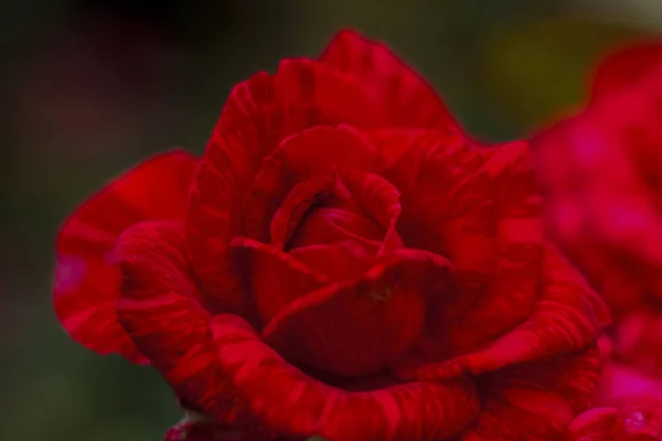 Vackra Röda Rosor Trädgården Rosor Till Alla Hjärtans Dag Eller — Stockfoto