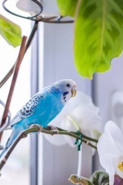 Güzel mavi bir muhabbet kuşu bir ev bitkisinin üzerinde kafessiz oturur. Evde tropik kuşlar var. Evdeki tüylü hayvanlar..