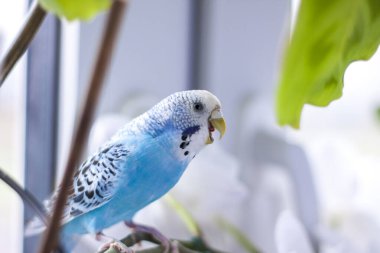 A beautiful blue budgie sits without a cage on a house plant. Tropical birds at home. Feathered pets at home. clipart