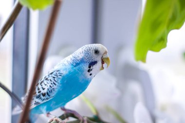 A beautiful blue budgie sits without a cage on a house plant. Tropical birds at home. Feathered pets at home. clipart