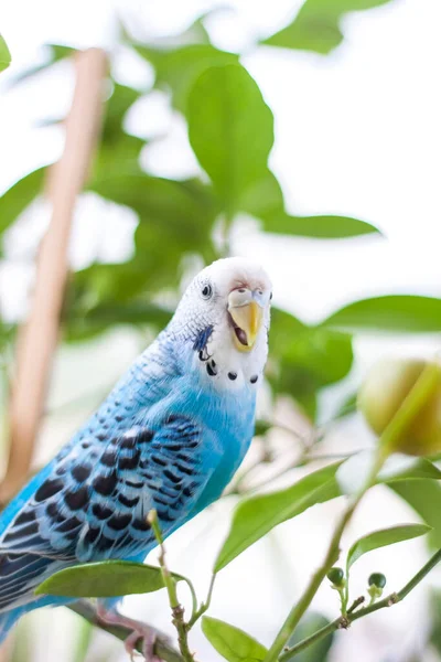Beautiful Blue Budgie Sits Cage House Plant Tropical Birds Home — Stock Photo, Image