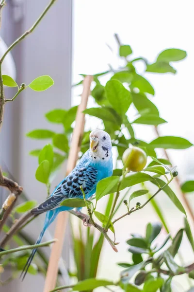 家の植物にケージのない美しい青いブギーが座っています 家にいる熱帯鳥 自宅で羽のペット — ストック写真