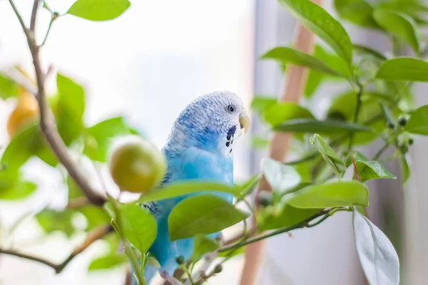 Vacker Blå Budgie Sitter Utan Bur Krukväxt Tropiska Fåglar Hemma — Stockfoto