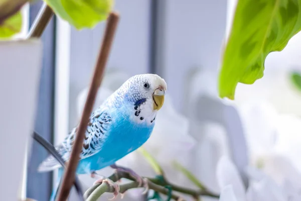 Vacker Blå Budgie Sitter Utan Bur Krukväxt Tropiska Fåglar Hemma — Stockfoto