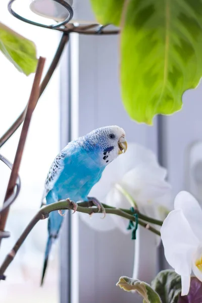 家の植物にケージのない美しい青いブギーが座っています 家にいる熱帯鳥 自宅で羽のペット — ストック写真