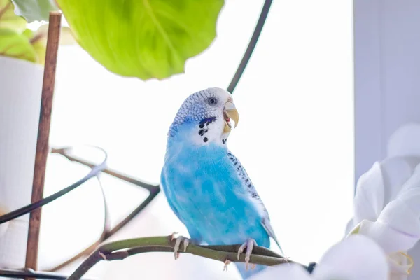 A beautiful blue budgie sits without a cage on a house plant. Tropical birds at home. Feathered pets at home.