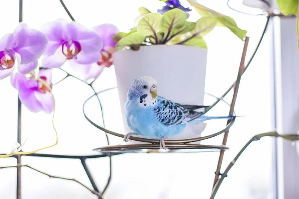 Beautiful Blue Budgie Sits Cage House Plant Tropical Birds Home — Stock Photo, Image