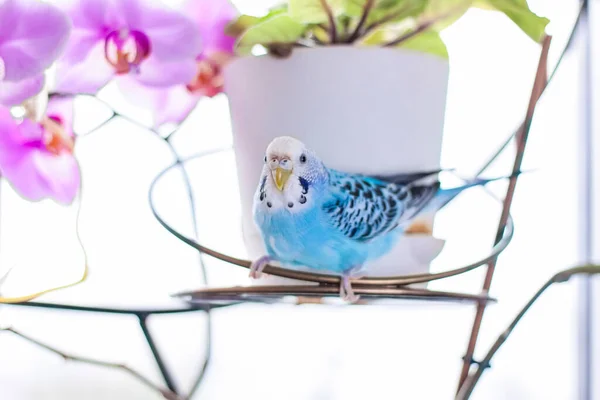 Egy Gyönyörű Kék Papagáj Ketrec Nélkül Egy Házi Növényen Trópusi — Stock Fotó