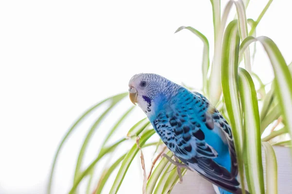 Lindo Orçamento Azul Senta Sem Uma Gaiola Uma Planta Casa — Fotografia de Stock