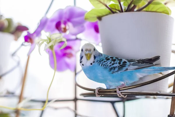 Vacker Blå Budgie Sitter Utan Bur Krukväxt Tropiska Fåglar Hemma — Stockfoto