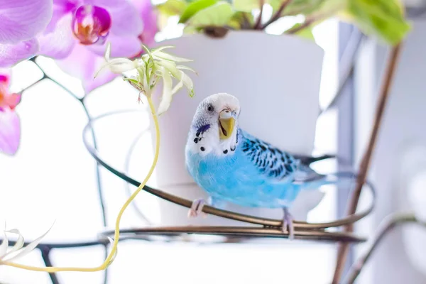 Lindo Orçamento Azul Senta Sem Uma Gaiola Uma Planta Casa — Fotografia de Stock