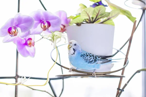 Een Mooie Blauwe Budgie Zit Zonder Kooi Een Huisplant Tropische — Stockfoto