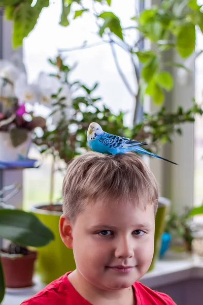 Een Mooie Blauwe Budgie Zit Het Hoofd Van Een Kind — Stockfoto