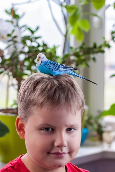 Een Mooie Blauwe Budgie Zit Het Hoofd Van Een Kind — Stockfoto