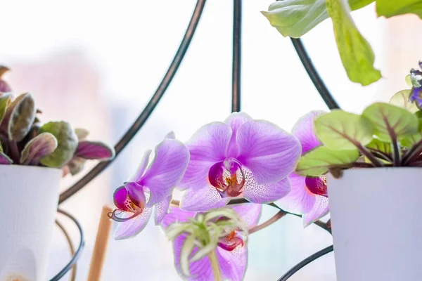 Orquídea Roxa Parapeito Janela Cuidado Plantas Casa Uma Bela Orquídea — Fotografia de Stock