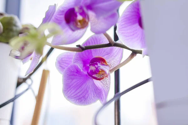 Orchidea Viola Sul Davanzale Della Finestra Cura Delle Piante Domestiche — Foto Stock