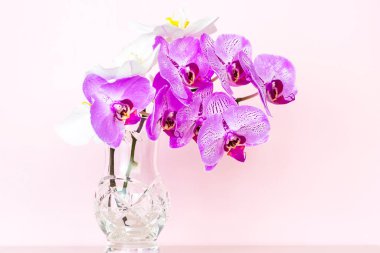 Pembe arka planda vazodaki güzel orkideler. Phalaenopsis yakın plan. Pankart, yazı için yeri olan panorama. Kartpostal için arkaplan.
